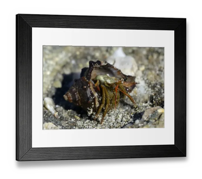 Framed Print : Common Marine Hermit Crab -Pagurus bernhardus- coming out of shell, coast near Aleria, Corsica, France, Europe Framed Print : Common Marine Hermit Crab -Pagurus bernhardus- coming out of shell, coast near Aleria, Corsica, France, Europe