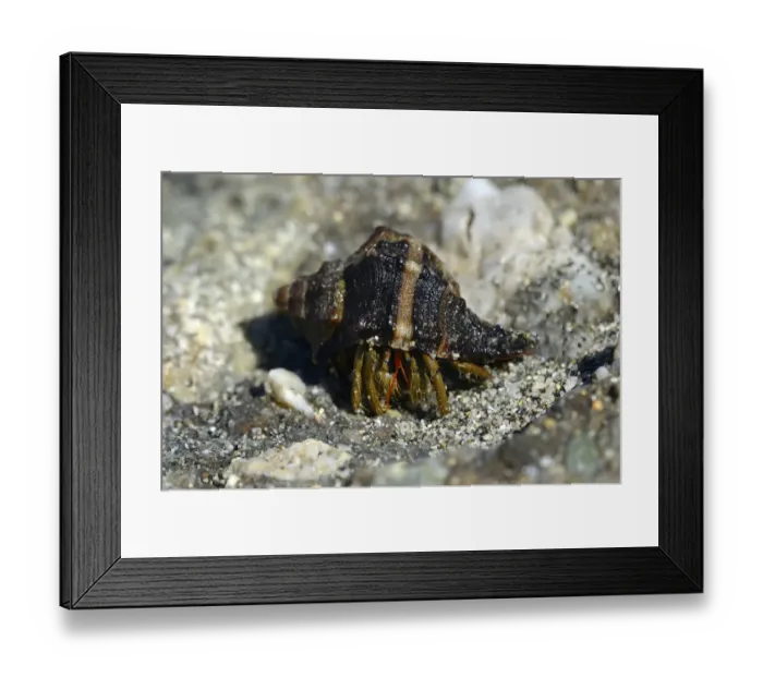 Framed Print : Common Marine Hermit Crab -Pagurus bernhardus-, on the coast near Aleria, Corsica, France, Europe