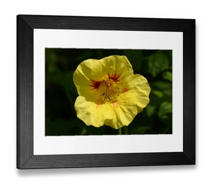 Framed Print : Garden nasturtium, Indian cress or Monks cress -Tropaeolum majus-, yellow flower, Moriani, Corsica, France, Europe Framed Print : Garden nasturtium, Indian cress or Monks cress -Tropaeolum majus-, yellow flower, Moriani, Corsica, France, Europe
