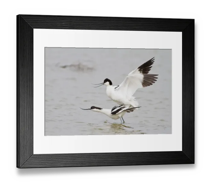 Framed Print : Pairing of two Pied Avocets -Recurvirostra avosetta-, Texel, The Netherlands Framed Print : Pairing of two Pied Avocets -Recurvirostra avosetta-, Texel, The Netherlands