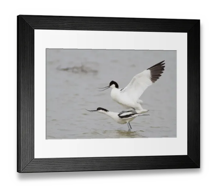 Framed Print : Pairing of two Pied Avocets -Recurvirostra avosetta-, Texel, The Netherlands Framed Print : Pairing of two Pied Avocets -Recurvirostra avosetta-, Texel, The Netherlands