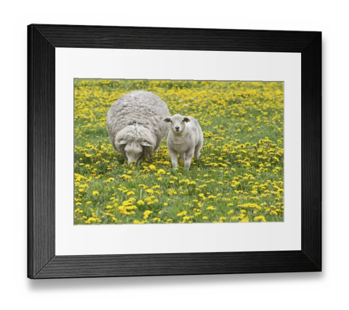 Framed Print : Sheep -Ovis orientalis aries- with lamb feeding in dandelion meadow, Texel, The Netherlands Framed Print : Sheep -Ovis orientalis aries- with lamb feeding in dandelion meadow, Texel, The Netherlands