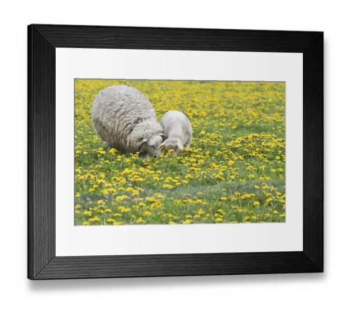 Framed Print : Sheep -Ovis orientalis aries- with lamb feeding in dandelion meadow, Texel, The Netherlands
