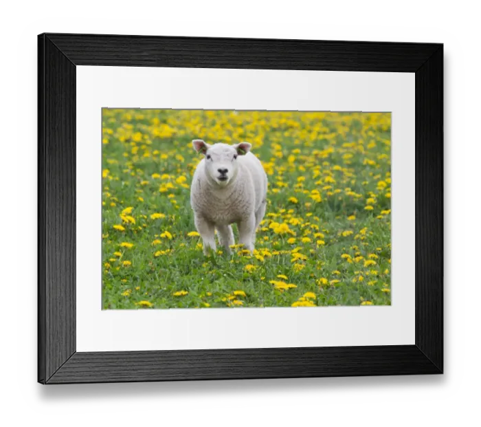 Framed Print : Lamb -Ovis orientalis aries- standing in dandelion meadow, Texel, The Netherlands Framed Print : Lamb -Ovis orientalis aries- standing in dandelion meadow, Texel, The Netherlands