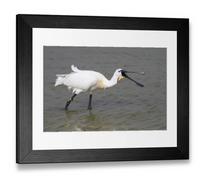 Framed Print : Spoonbill -Platalea leucorodia- foraging, Texel, The Netherlands Framed Print : Spoonbill -Platalea leucorodia- foraging, Texel, The Netherlands