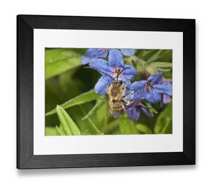 Framed Print : Long-horned bee -Eucera tuberculata-, male searching for nectar, Untergroeningen, Baden-Wuerttemberg, Germany, Europe Framed Print : Long-horned bee -Eucera tuberculata-, male searching for nectar, Untergroeningen, Baden-Wuerttemberg, Germany, Europe
