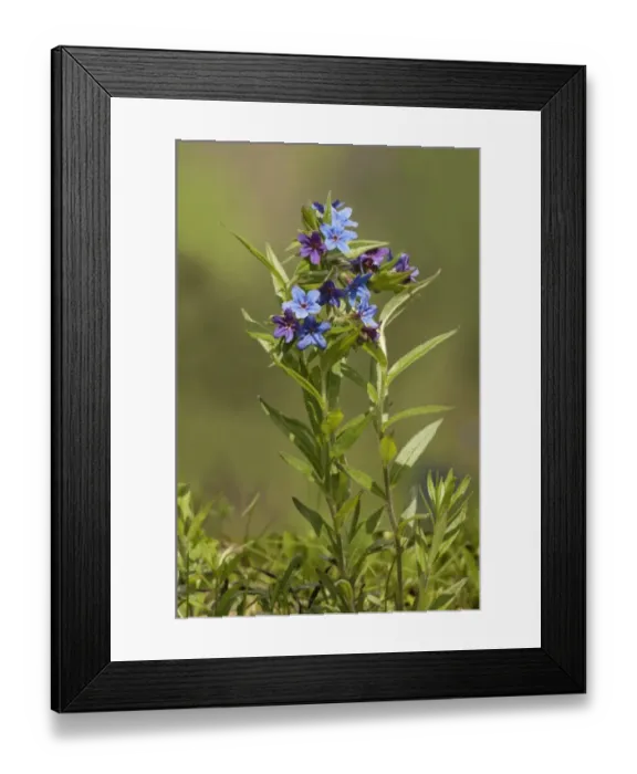 Framed Print : Purple Gromwell -Buglossoides purpurocaerulea-, in a garden in Untergroeningen, Baden-Wuerttemberg, Germany, Europe Framed Print : Purple Gromwell -Buglossoides purpurocaerulea-, in a garden in Untergroeningen, Baden-Wuerttemberg, Germany, Europe