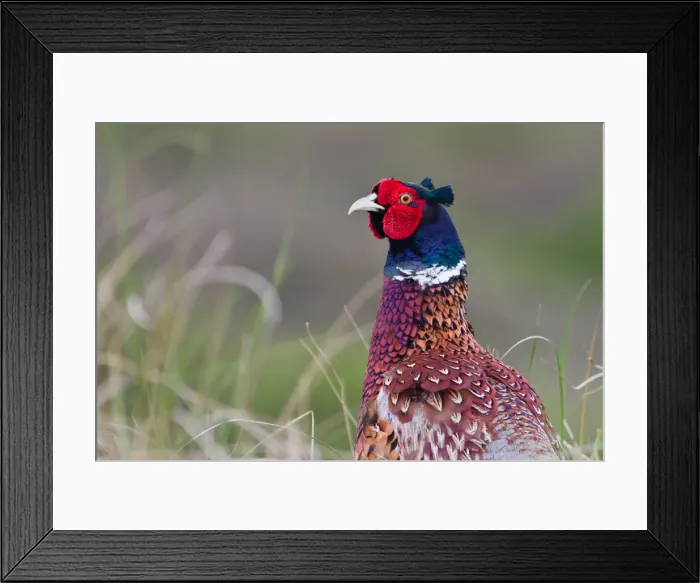 Framed Print : Pheasant -Phasianus colchicus-, portrait, Texel, The Netherlands Framed Print : Pheasant -Phasianus colchicus-, portrait, Texel, The Netherlands