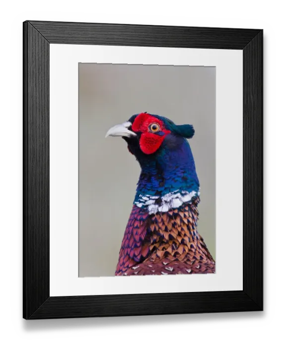 Framed Print : Pheasant -Phasianus colchicus-, portrait, Texel, The Netherlands