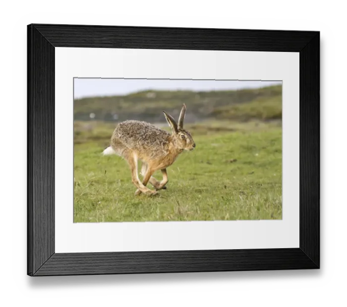 Framed Print : European Hare -Lepus europaeus- running, North Hesse, Hesse, Germany