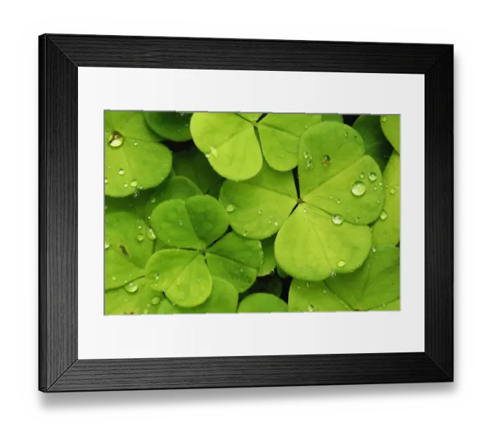 Framed Print : Leaves of the wood sorrel -Oxalis acetosella- with dew drops