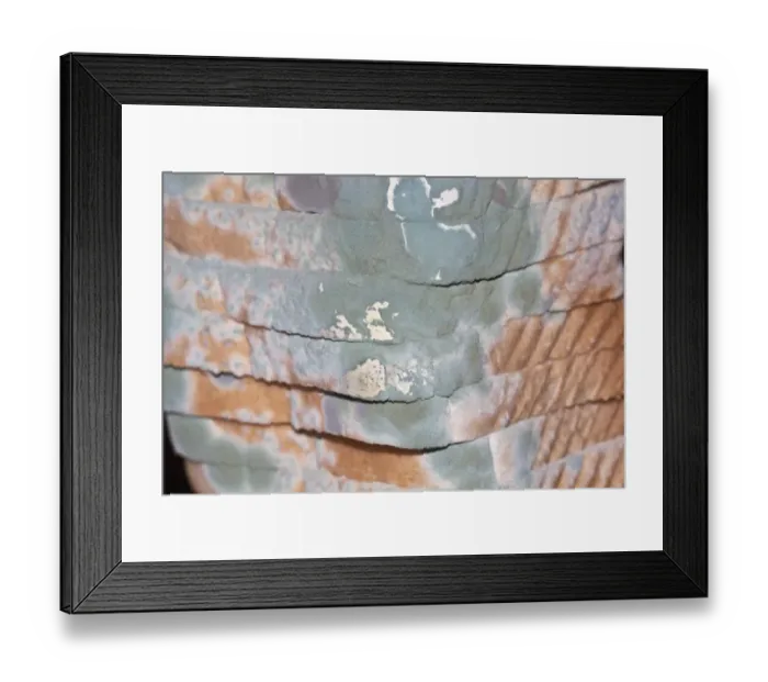 Framed Print : Mould, mildew, mould damage, mould cultures on toast Framed Print : Mould, mildew, mould damage, mould cultures on toast