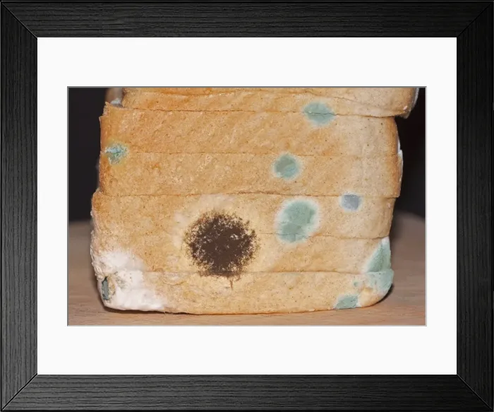 Framed Print : Mould, mildew, mould damage, mould cultures on toast Framed Print : Mould, mildew, mould damage, mould cultures on toast