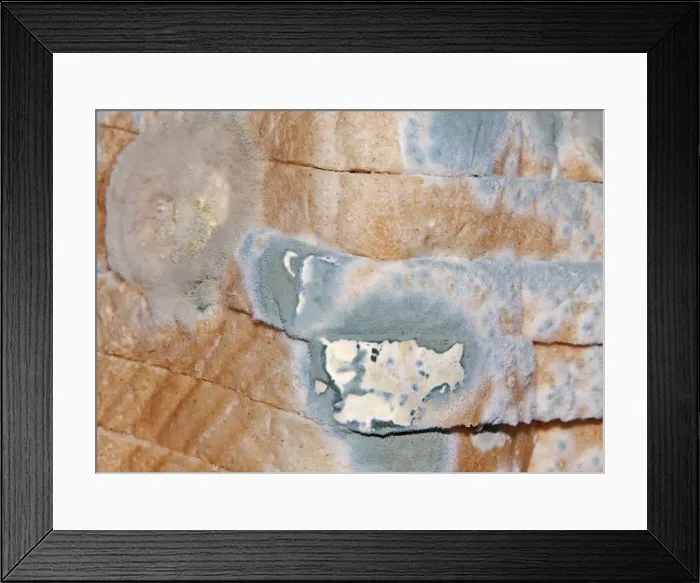 Framed Print : Mould, mildew, mould damage, mould cultures on toast Framed Print : Mould, mildew, mould damage, mould cultures on toast