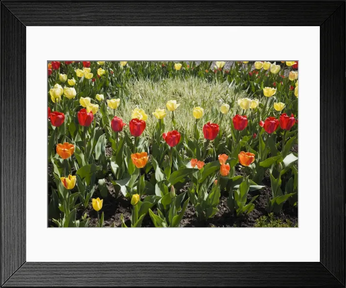 Framed Print : A patch of light coloured grass serves as the focal point in a bed of assorted coloured Tulips -Tulipa- in a spring garden, Laurentians, Quebec, Canada