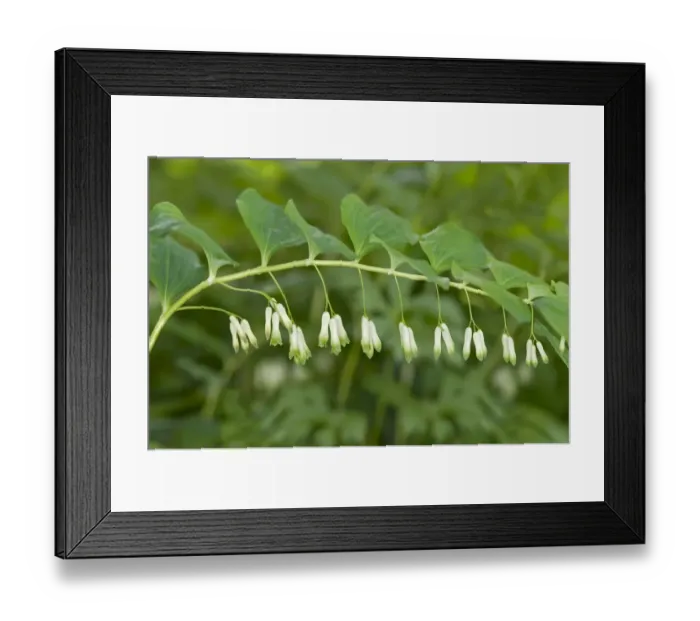 Framed Print : Solomons Seal, Davids Harp or Ladder-to-heaven -Polygonatum multiflorum-, Geneva, Genf, Switzerland Framed Print : Solomons Seal, Davids Harp or Ladder-to-heaven -Polygonatum multiflorum-, Geneva, Genf, Switzerland