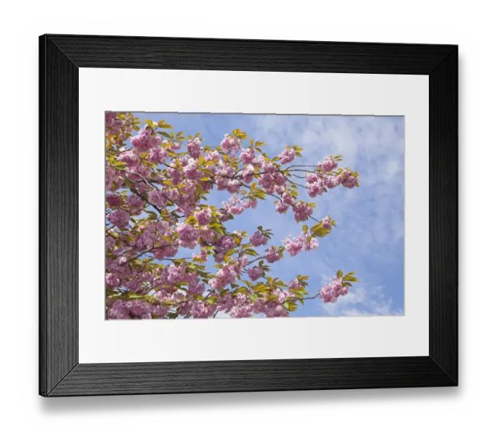 Framed Print : Cherry blossoms, Altes Land fruit-growing region, Lower Saxony, Germany, Europe Framed Print : Cherry blossoms, Altes Land fruit-growing region, Lower Saxony, Germany, Europe