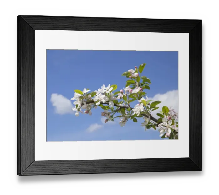 Framed Print : Apple blossoms, Altes Land fruit-growing region, Lower Saxony, Germany, Europe