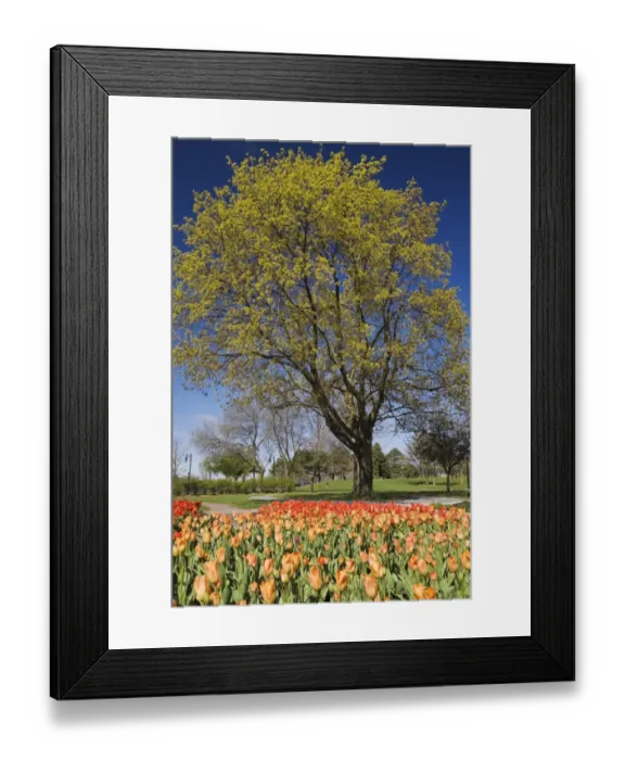 Framed Print : Bright orange and red tulip beds against a deciduous tree in a public garden, Old Terrebonne, Quebec, Lanaudiere, Canada Framed Print : Bright orange and red tulip beds against a deciduous tree in a public garden, Old Terrebonne, Quebec, Lanaudiere, Canada