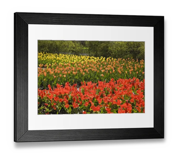 Framed Print : Red, orange and yellow tulip beds in a public garden at springtime, Old Terrebonne, Quebec, Lanaudiere, Canada