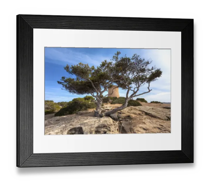 Framed Print : Old pine tree -Pinus pinea-, Cala Pi, Mallorca, Majorca, Balearic Islands, Spain, Europe Framed Print : Old pine tree -Pinus pinea-, Cala Pi, Mallorca, Majorca, Balearic Islands, Spain, Europe