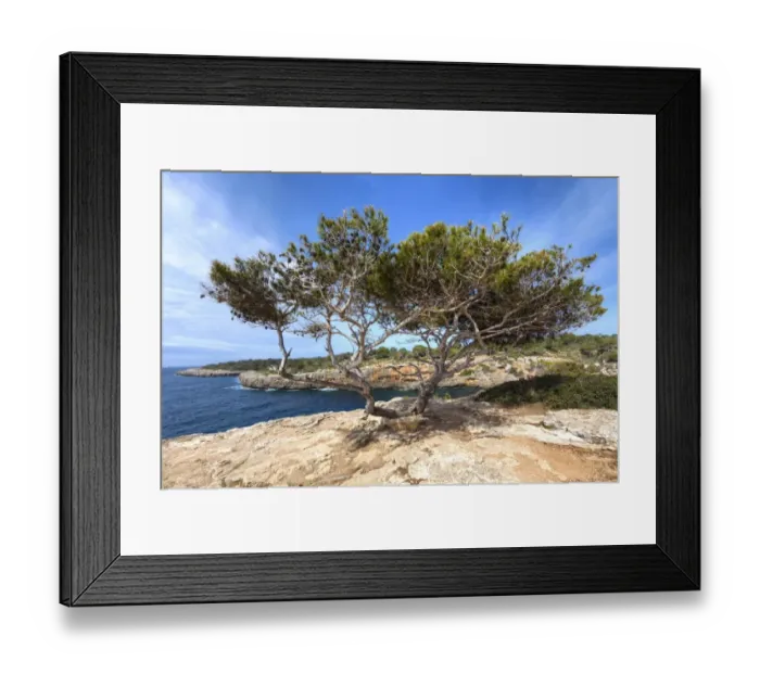 Framed Print : Old pine tree -Pinus pinea-, Cala Pi, Mallorca, Majorca, Balearic Islands, Mediterranean Sea, Spain, Europe Framed Print : Old pine tree -Pinus pinea-, Cala Pi, Mallorca, Majorca, Balearic Islands, Mediterranean Sea, Spain, Europe