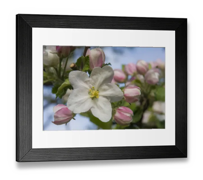 Framed Print : Blossom, Cultivated Apple -Malus domestica, Boskoop-, Thuringia, Germany Framed Print : Blossom, Cultivated Apple -Malus domestica, Boskoop-, Thuringia, Germany