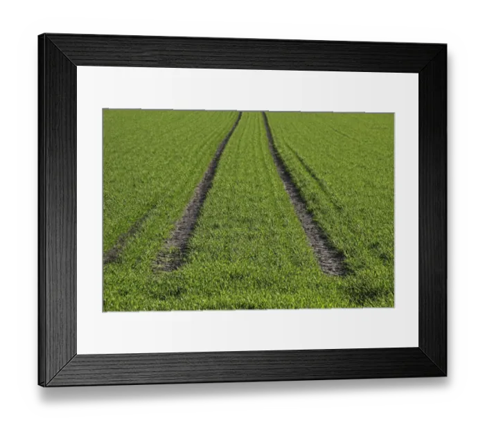 Framed Print : Tractor tracks, green seeded field near Biberach, Baden-Wuerttemberg, Germany, Europe Framed Print : Tractor tracks, green seeded field near Biberach, Baden-Wuerttemberg, Germany, Europe