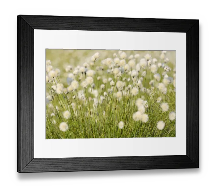 Framed Print : Hare s-tail Cottongrass, Tussock Cottongrass or Sheathed Cottonsedge -Eriophorum vaginatum L. - in flower, near Rosenheim, Bavaria, Germany, Europe Framed Print : Hare s-tail Cottongrass, Tussock Cottongrass or Sheathed Cottonsedge -Eriophorum vaginatum L. - in flower, near Rosenheim, Bavaria, Germany, Europe