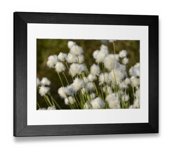 Framed Print : Hare s-tail Cottongrass, Tussock Cottongrass or Sheathed Cottonsedge -Eriophorum vaginatum L. -, near Rosenheim, Bavaria, Germany, Europe Framed Print : Hare s-tail Cottongrass, Tussock Cottongrass or Sheathed Cottonsedge -Eriophorum vaginatum L. -, near Rosenheim, Bavaria, Germany, Europe