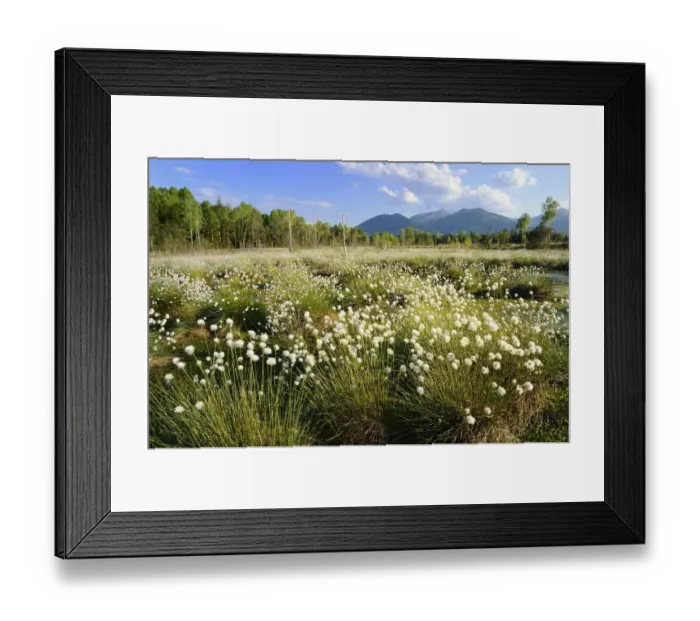 Framed Print : Bog pond in the foothills of the Alps with Hare s-tail Cottongrass, Tussock Cottongrass or Sheathed Cottonsedge -Eriophorum vaginatum L. -, near Rosenheim, Bavaria, Germany, Europe Framed Print : Bog pond in the foothills of the Alps with Hare s-tail Cottongrass, Tussock Cottongrass or Sheathed Cottonsedge -Eriophorum vaginatum L. -, near Rosenheim, Bavaria, Germany, Europe