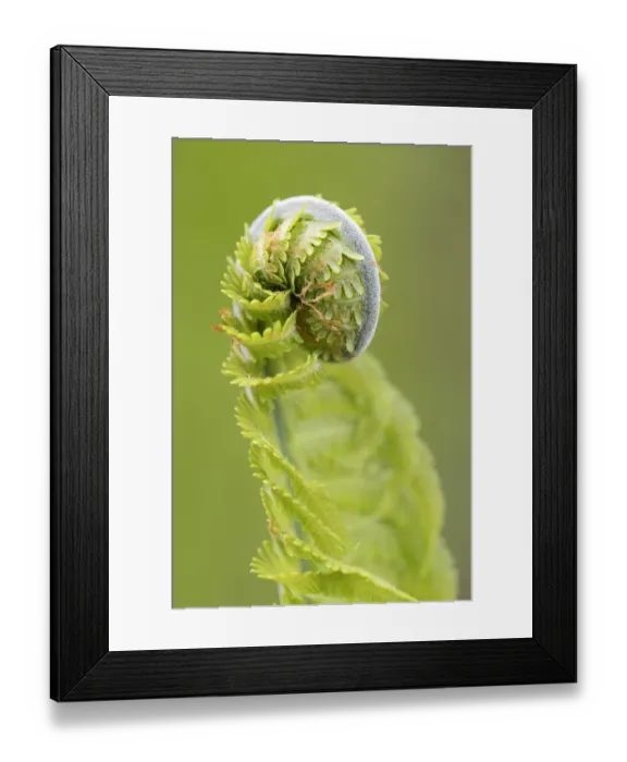 Framed Print : Sprout, fern -Monilophyta-, Seleger Moor marshland, Rifferswil, Switzerland, Europe Framed Print : Sprout, fern -Monilophyta-, Seleger Moor marshland, Rifferswil, Switzerland, Europe