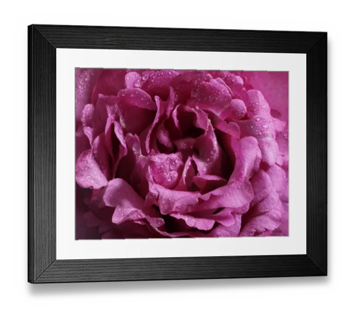 Framed Print : Rose -Rosa- covered with beads of dew Framed Print : Rose -Rosa- covered with beads of dew
