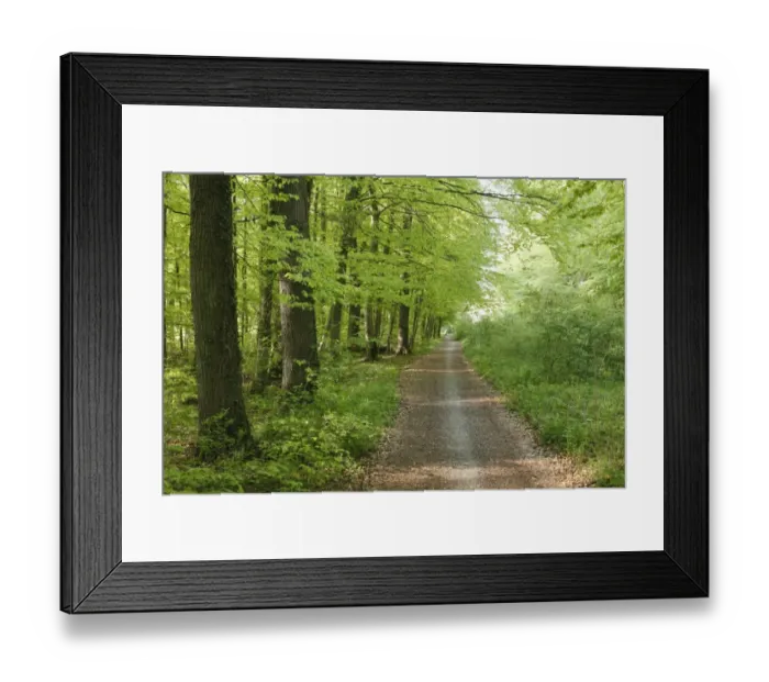 Framed Print : Forest roat through a deciduous forest, Seeholz Nature Reserve at Riederau on Lake Ammer, Five Lakes region, Upper Bavaria, Bavaria, Germany, Europe Framed Print : Forest roat through a deciduous forest, Seeholz Nature Reserve at Riederau on Lake Ammer, Five Lakes region, Upper Bavaria, Bavaria, Germany, Europe