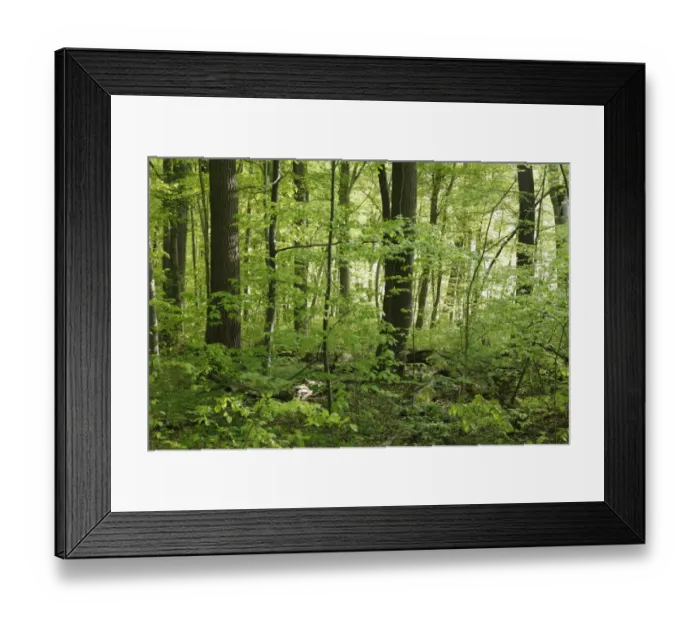 Framed Print : Deciduous forest, Seeholz Nature Reserve at Riederau on Lake Ammer, Five Lakes region, Upper Bavaria, Bavaria, Germany, Europe Framed Print : Deciduous forest, Seeholz Nature Reserve at Riederau on Lake Ammer, Five Lakes region, Upper Bavaria, Bavaria, Germany, Europe