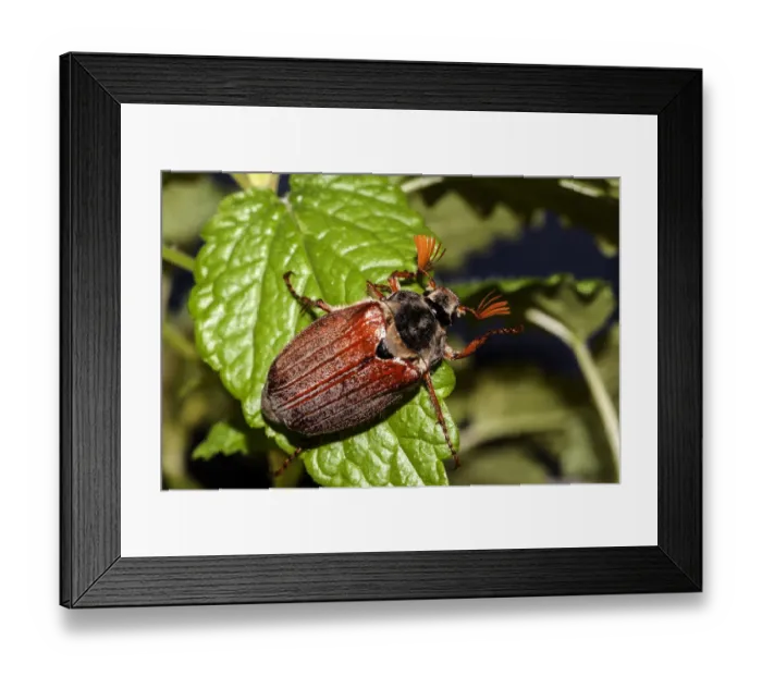 Framed Print : Cockchafer or May Bug -Melolontha melolontha- on a mint leaf Framed Print : Cockchafer or May Bug -Melolontha melolontha- on a mint leaf