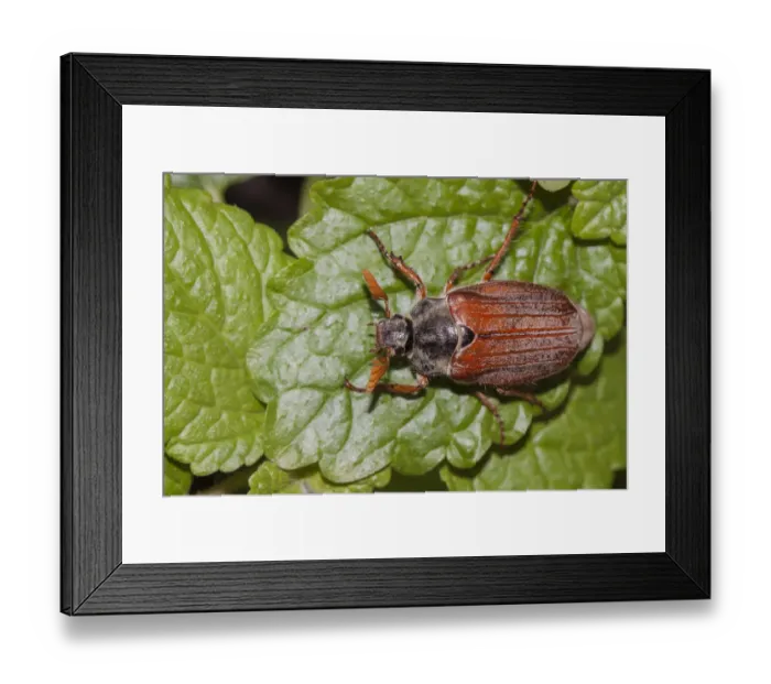 Framed Print : Cockchafer or May Bug -Melolontha melolontha- on a mint leaf Framed Print : Cockchafer or May Bug -Melolontha melolontha- on a mint leaf