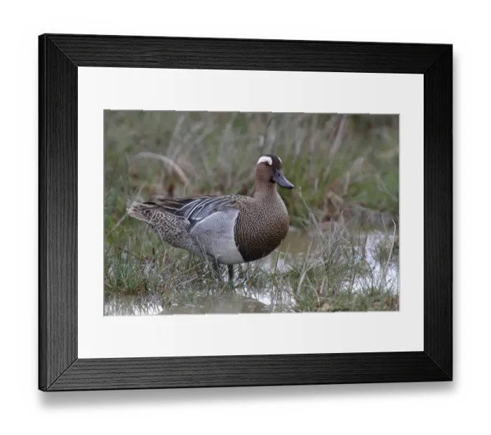 Framed Print : Garganey -Anas querquedula-, male standing on the shore, Lake Neusiedl, Burgenland, Austria, Europe Framed Print : Garganey -Anas querquedula-, male standing on the shore, Lake Neusiedl, Burgenland, Austria, Europe