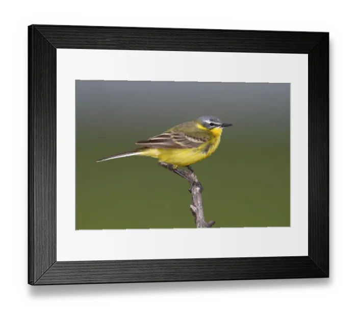 Framed Print : Yellow Wagtail -Motacilla flava-, male sining on perch, Apetlon, Lake Neusiedl, Burgenland, Austria, Europe Framed Print : Yellow Wagtail -Motacilla flava-, male sining on perch, Apetlon, Lake Neusiedl, Burgenland, Austria, Europe