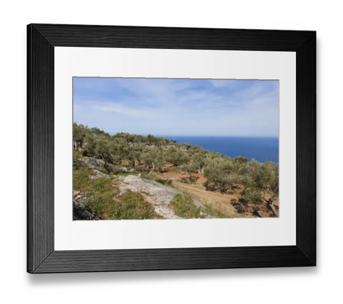 Framed Print : Old olive trees near Deia, Serra de Tramuntana, Northwest Coast, Mallorca, Majorca, Balearic Islands, Mediterranean Sea, Spain, Europe Framed Print : Old olive trees near Deia, Serra de Tramuntana, Northwest Coast, Mallorca, Majorca, Balearic Islands, Mediterranean Sea, Spain, Europe
