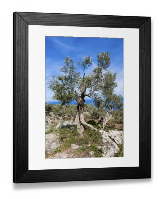Framed Print : Old olive trees near Deia, Serra de Tramuntana, Northwest Coast, Mallorca, Majorca, Balearic Islands, Mediterranean Sea, Spain, Europe Framed Print : Old olive trees near Deia, Serra de Tramuntana, Northwest Coast, Mallorca, Majorca, Balearic Islands, Mediterranean Sea, Spain, Europe