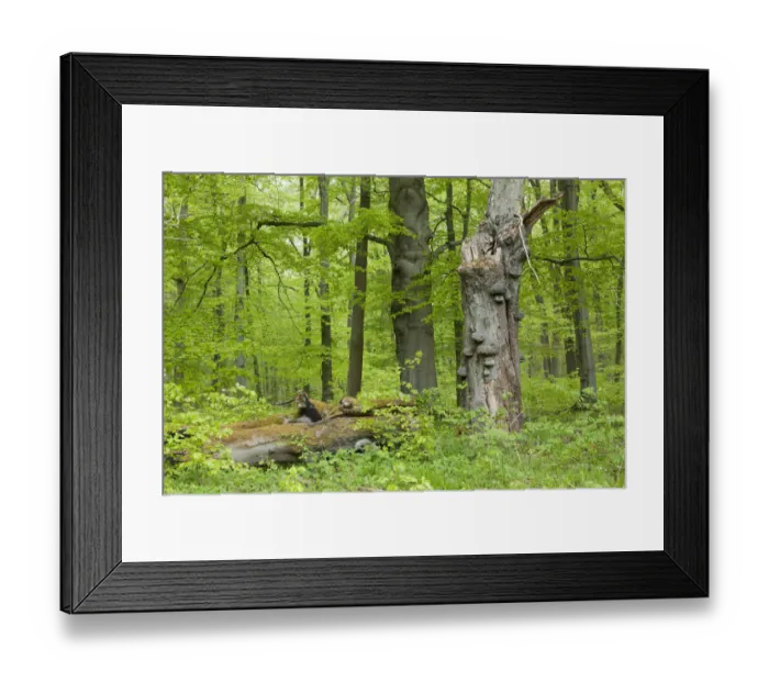 Framed Print : Dead Common Beech or European Beech -Fagus sylvatica- with True Tinder Polypore fungi -Fomes fomentarius-, Hainich National Park, Thuringia, Germany Framed Print : Dead Common Beech or European Beech -Fagus sylvatica- with True Tinder Polypore fungi -Fomes fomentarius-, Hainich National Park, Thuringia, Germany
