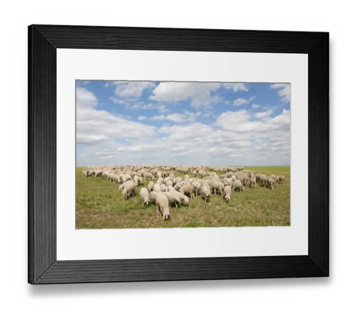 Framed Print : Merino Sheep -Ovis sp. -, herd on a pasture, Craula, Thuringia, Germany
