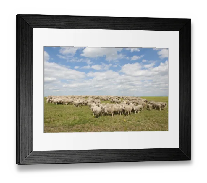 Framed Print : Merino Sheep -Ovis sp. -, herd on a pasture, Craula, Thuringia, Germany Framed Print : Merino Sheep -Ovis sp. -, herd on a pasture, Craula, Thuringia, Germany
