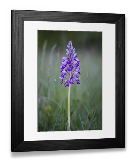 Framed Print : Military orchid -Orchis militaris-, protected species, wild orchid, Baden-Wuettemberg, Germany, Europe Framed Print : Military orchid -Orchis militaris-, protected species, wild orchid, Baden-Wuettemberg, Germany, Europe