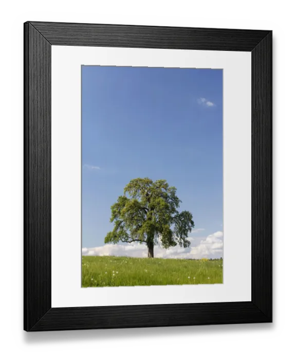 Framed Print : Flowering fruit tree on a green meadow, Sommeri, Thurgau, Switzerland, Europe Framed Print : Flowering fruit tree on a green meadow, Sommeri, Thurgau, Switzerland, Europe