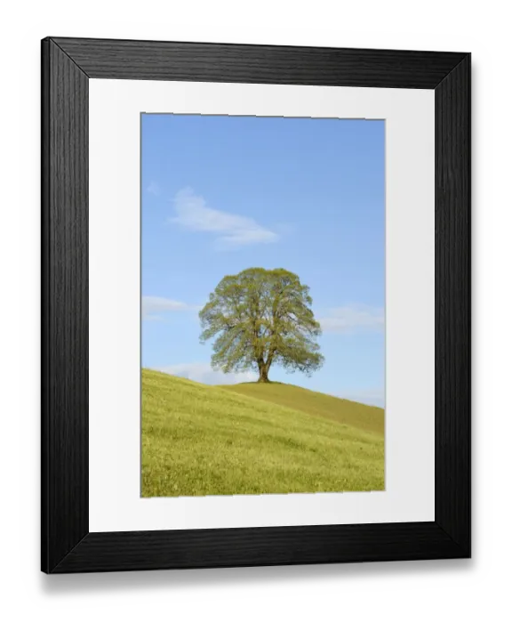 Framed Print : Limetree -Tilia- in spring, Menzingen, Switzerland, Europe Framed Print : Limetree -Tilia- in spring, Menzingen, Switzerland, Europe