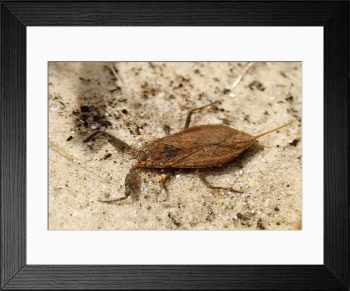 Framed Print : Water Scorpion -Nepa cinerea-, Schwaanhavel, Mecklenburg-Strelitz district, Mecklenburg-Western Pomerania, Germany, Europe Framed Print : Water Scorpion -Nepa cinerea-, Schwaanhavel, Mecklenburg-Strelitz district, Mecklenburg-Western Pomerania, Germany, Europe