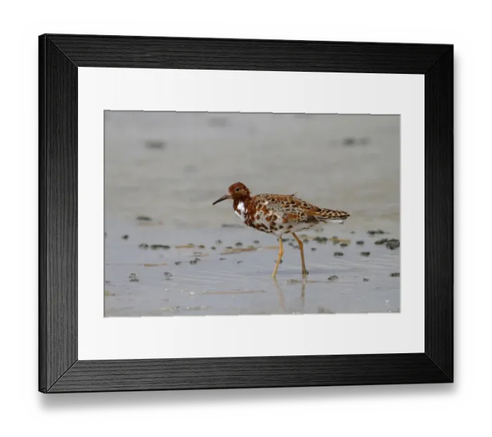 Framed Print : Ruff -Philomachus pugnax-, male wading in shallow water, Apetlon, Lake Neusiedl, Burgenland, Austria, Europe Framed Print : Ruff -Philomachus pugnax-, male wading in shallow water, Apetlon, Lake Neusiedl, Burgenland, Austria, Europe