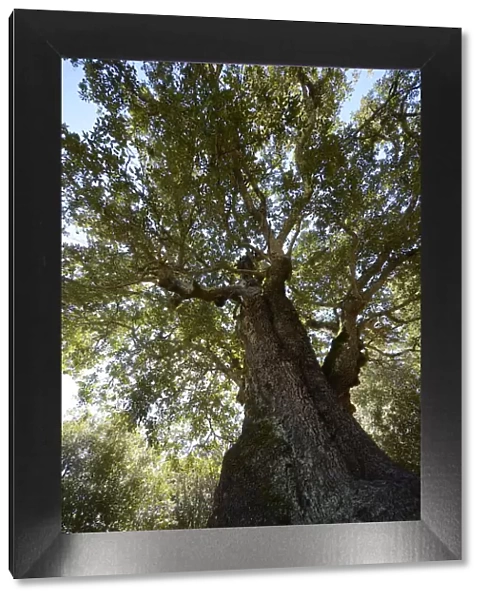 Old Cork Oak -Quercus suber-, cork oak forest near Tizarella, Bois de Tizzarella, Asco Valley, Haute Corse, Corsica, France